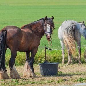 Afdeling wijkt af van vaste lijn in mer-beoordeling